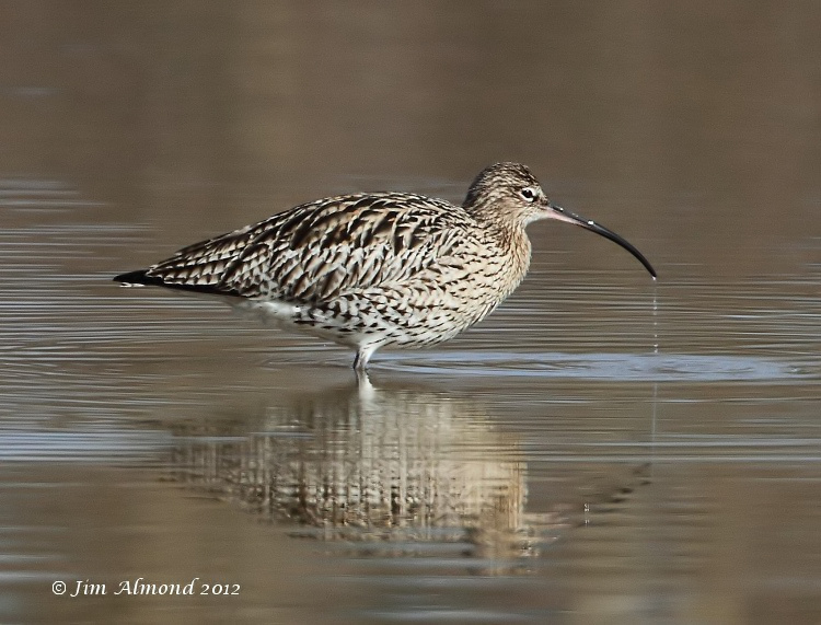Curlew drinking VP 18 3 12 IMG_1576